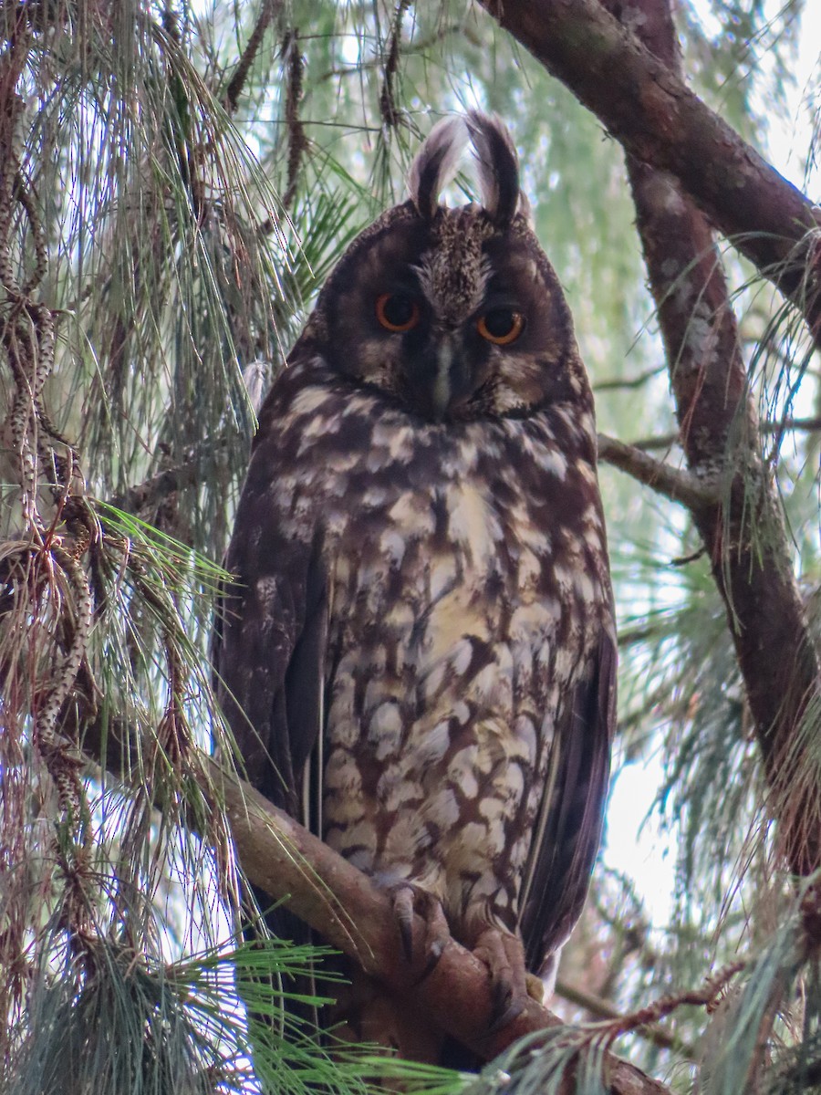 Stygian Owl - Julderth Acuña