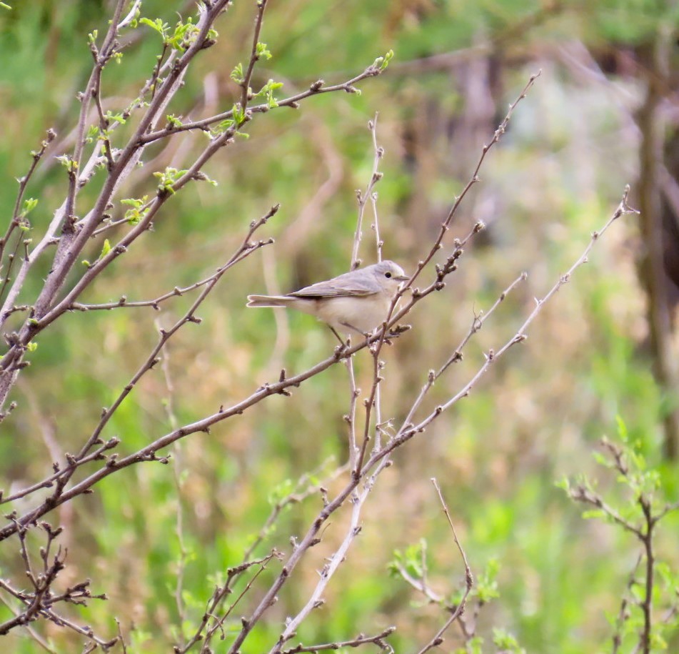 Lucy's Warbler - ML617618167
