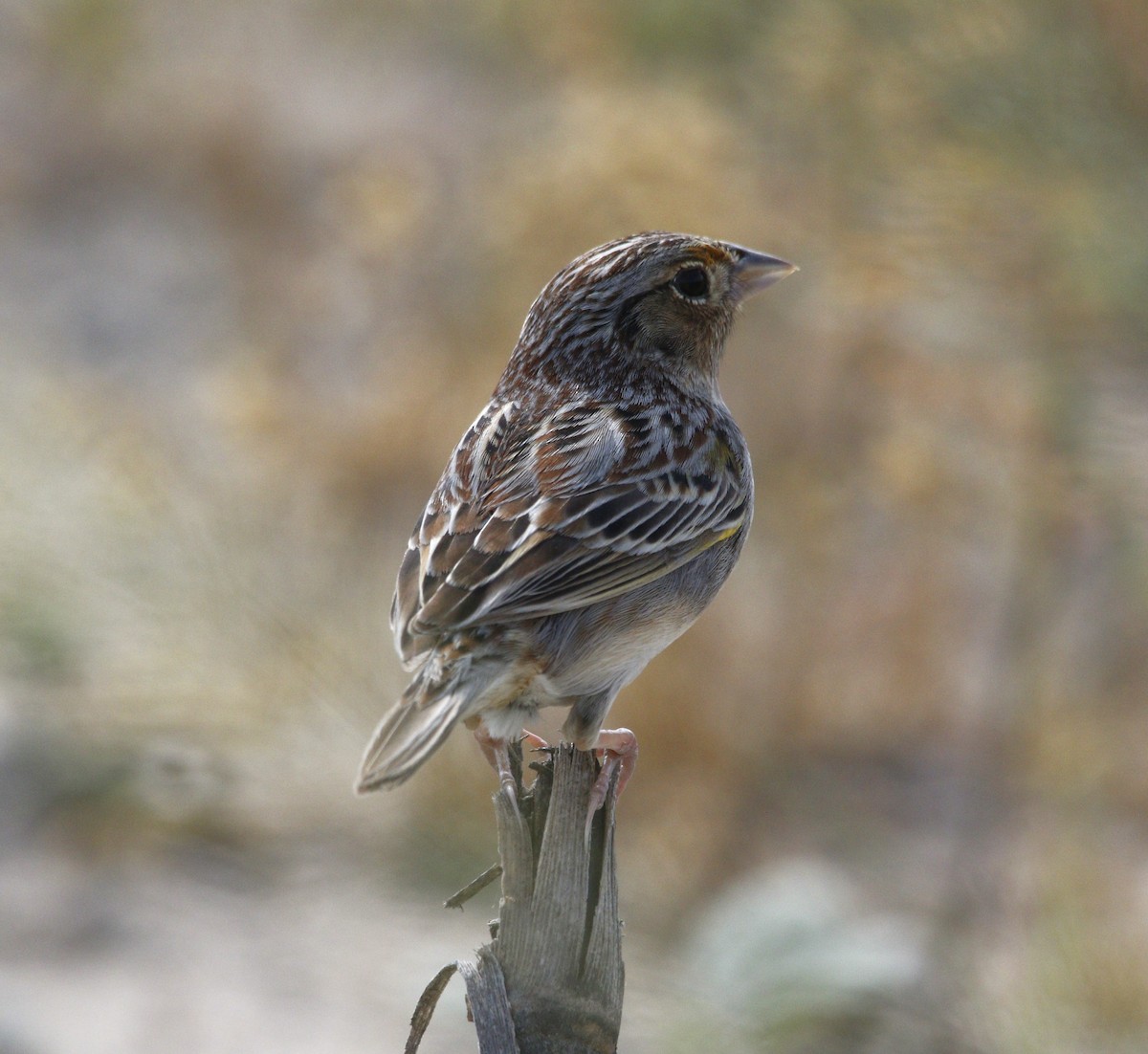 Grasshopper Sparrow - ML617618201