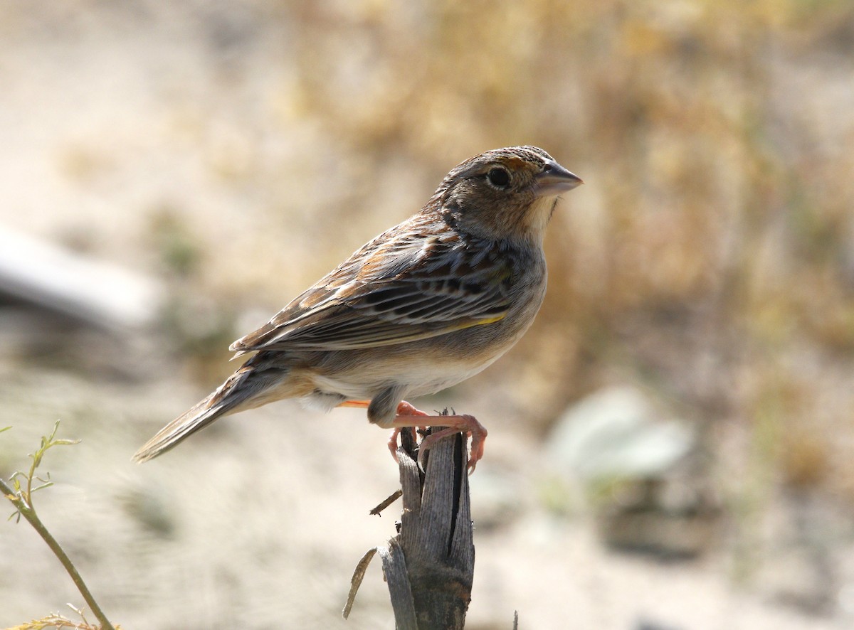 Grasshopper Sparrow - ML617618203