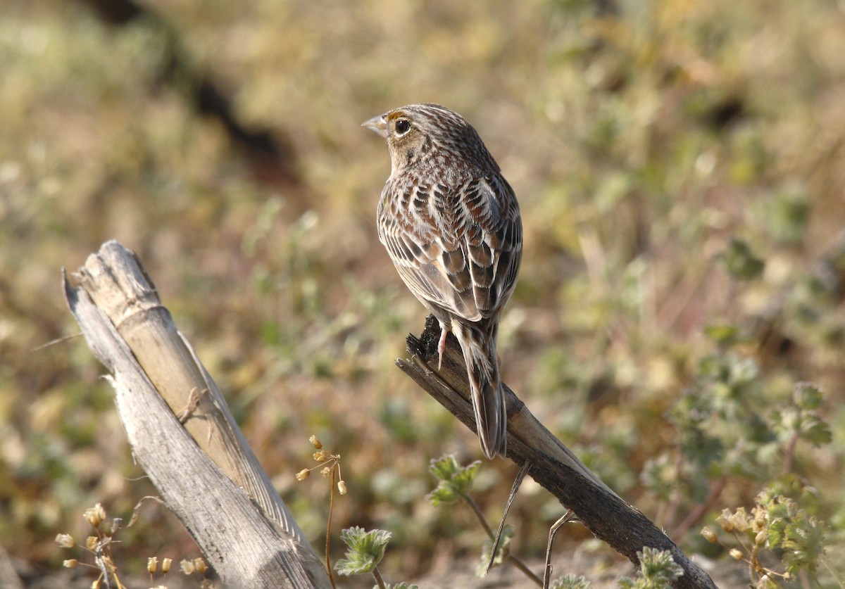 Grasshopper Sparrow - ML617618209