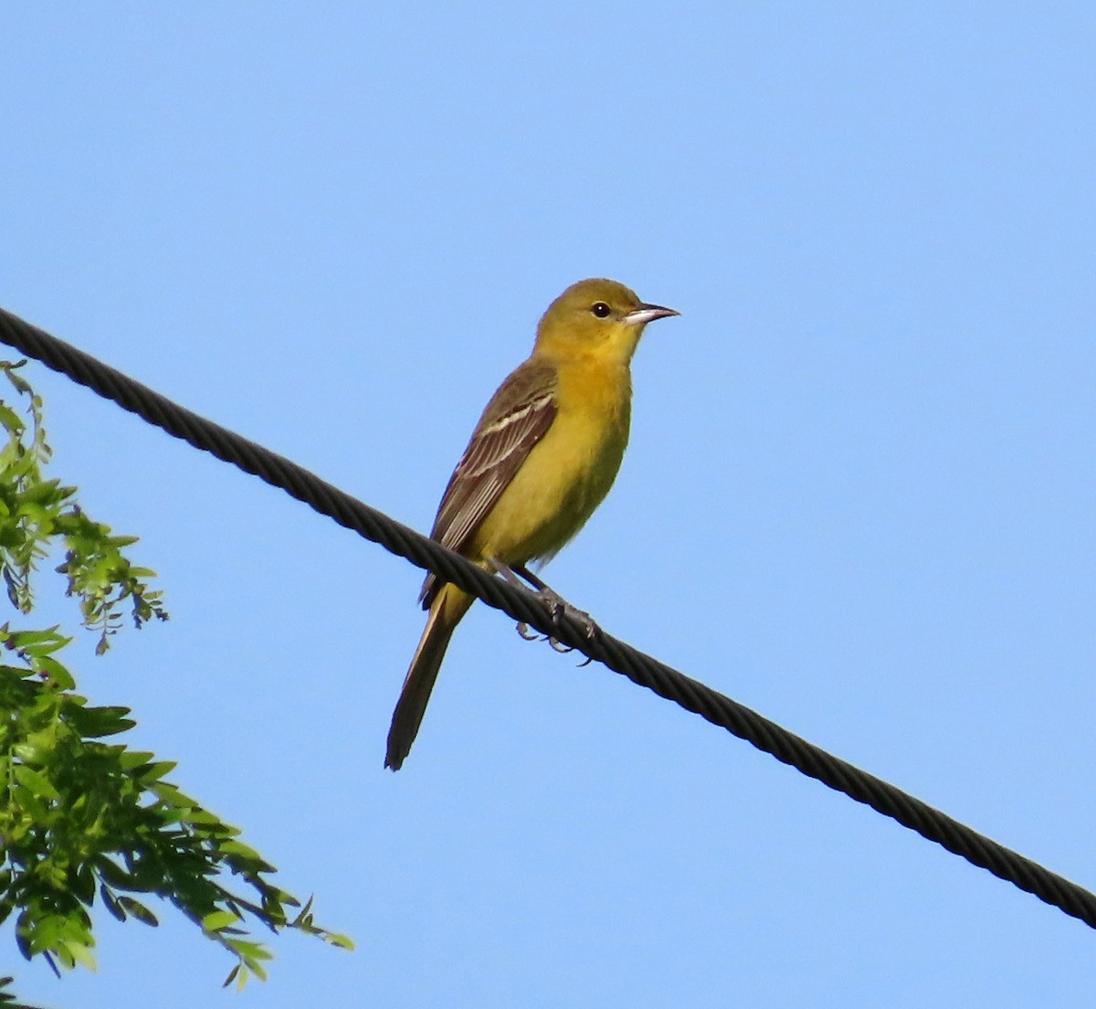 Orchard Oriole - ML617618228