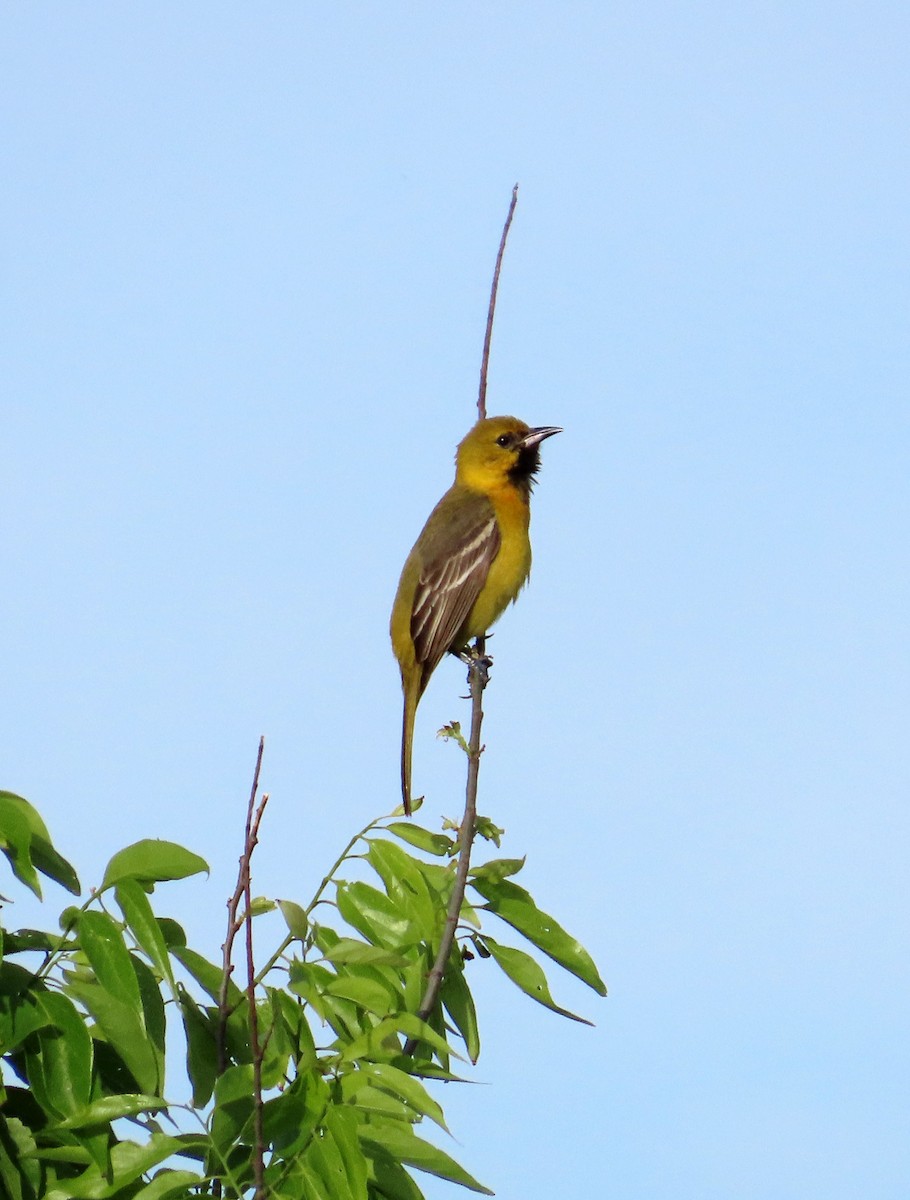 Orchard Oriole - ML617618229