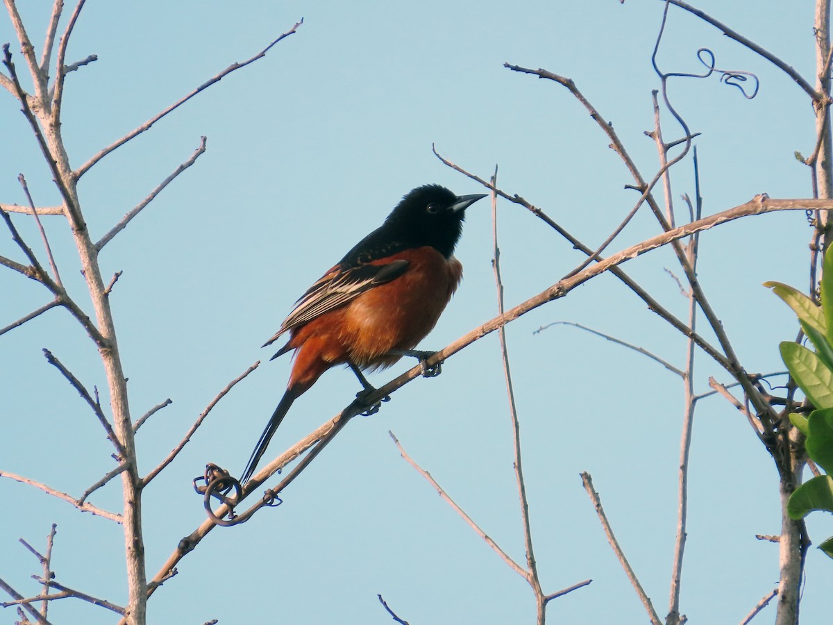 Orchard Oriole - ML617618230