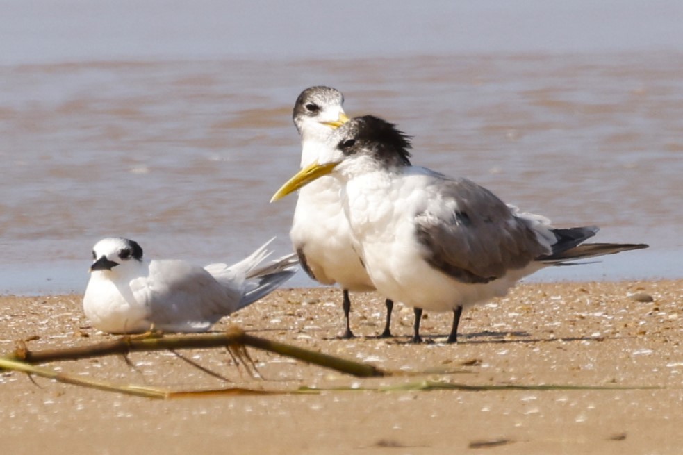 Great Crested Tern - ML617618358