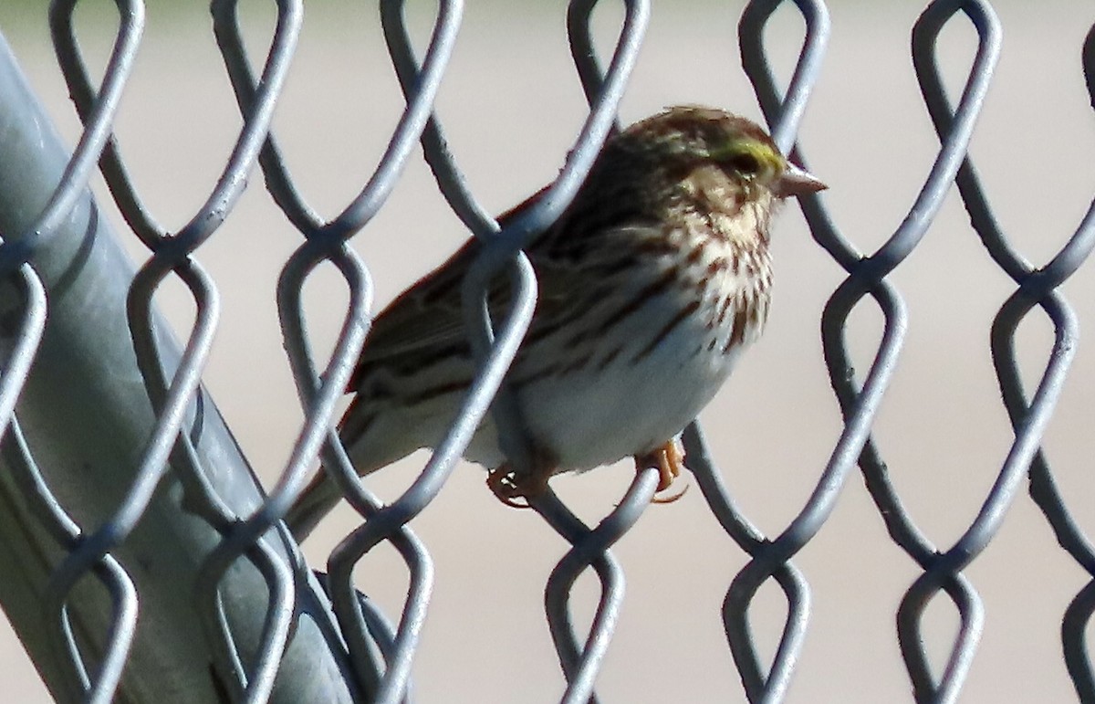 Savannah Sparrow - ML617618368