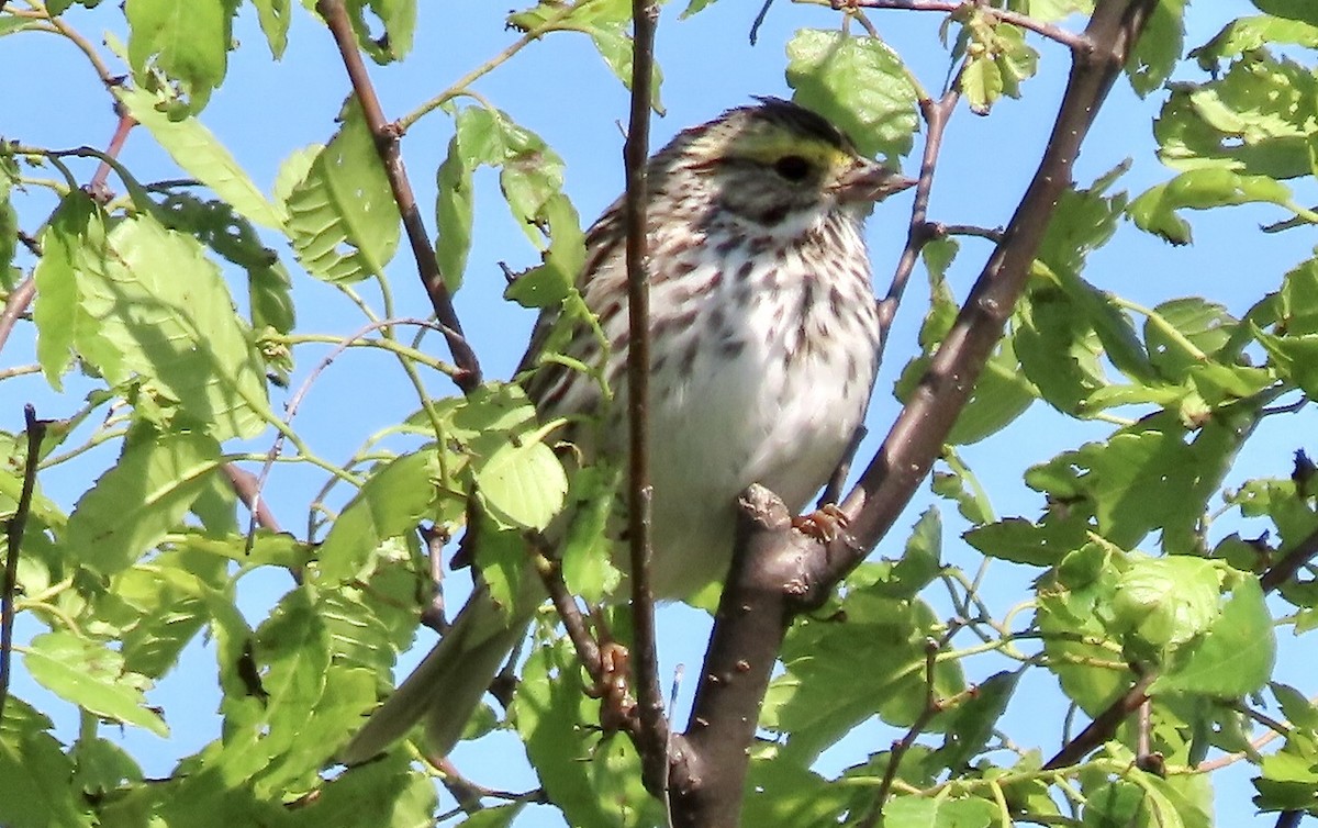 Savannah Sparrow - ML617618369