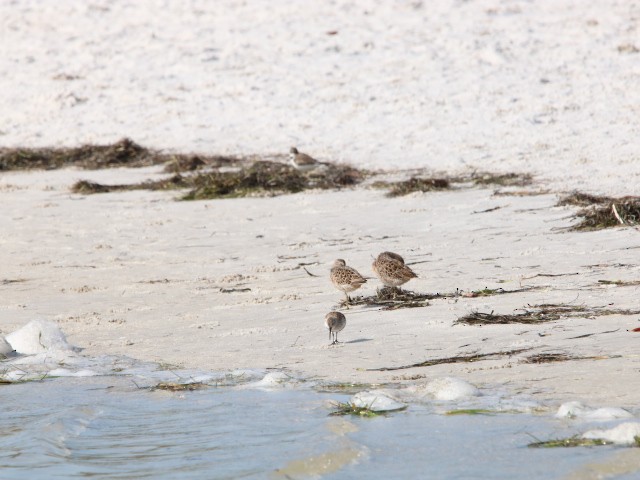 Semipalmated Plover - ML617618404