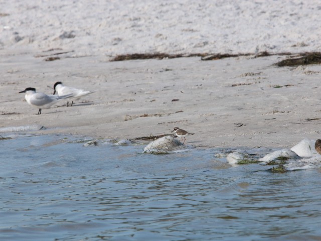 Semipalmated Plover - ML617618405