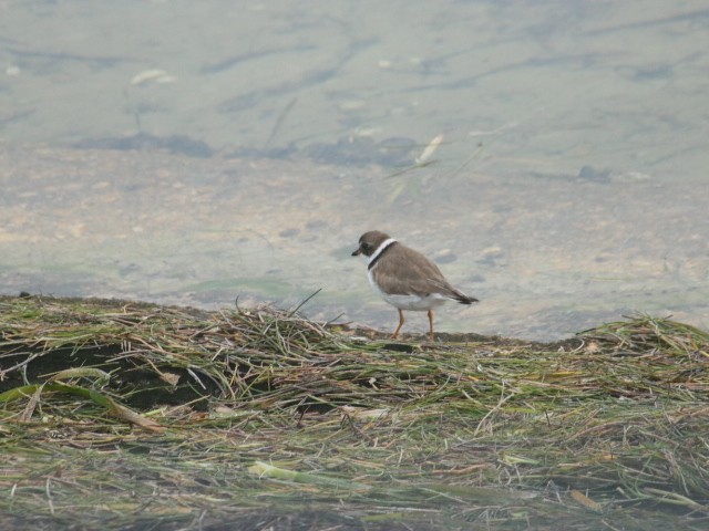 Semipalmated Plover - ML617618406