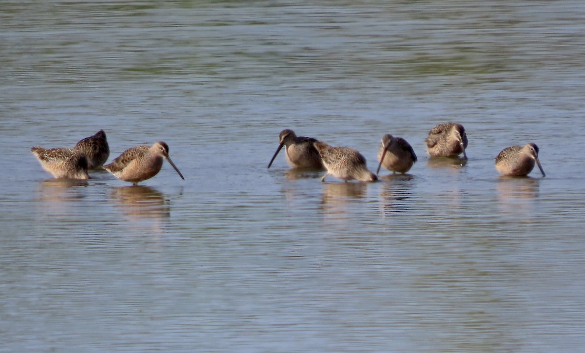 Long-billed Dowitcher - ML617618425