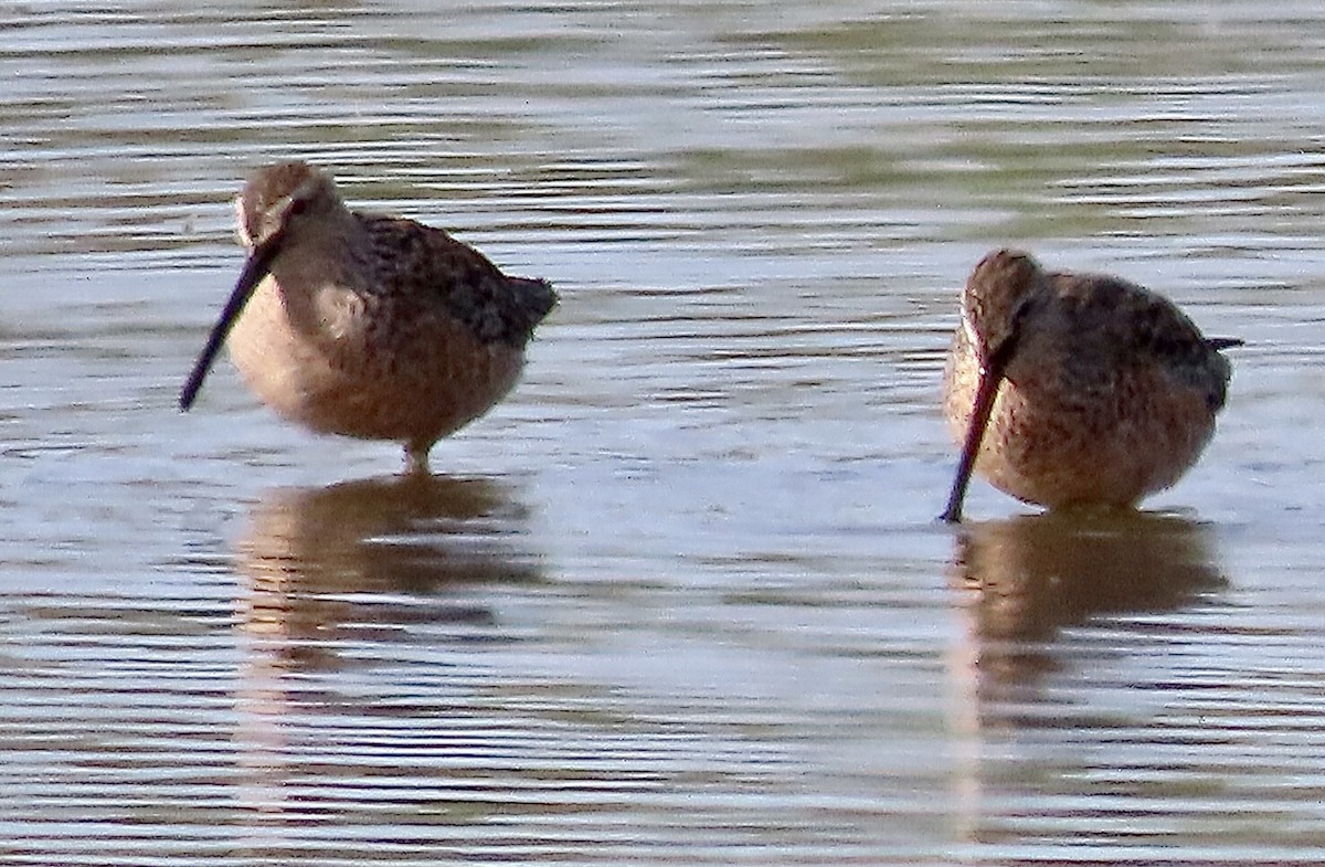 Long-billed Dowitcher - ML617618426
