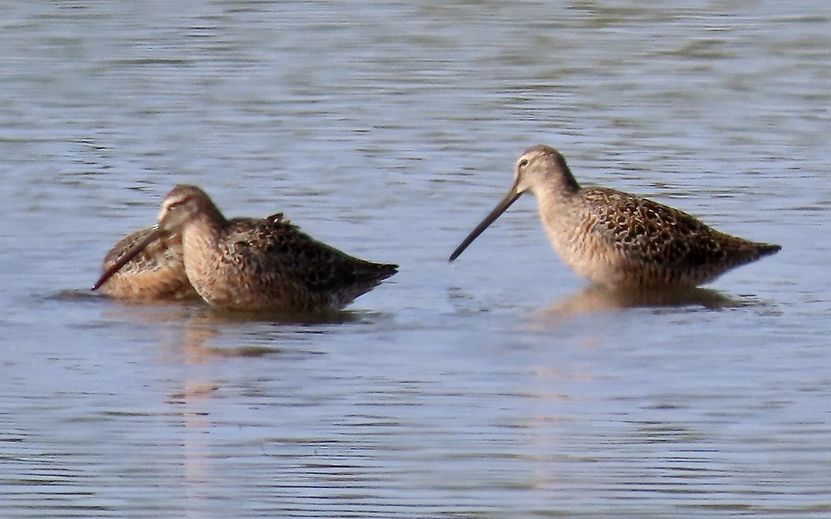 Long-billed Dowitcher - ML617618427