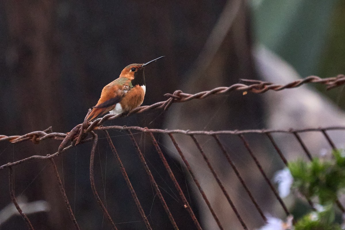 Rufous/Allen's Hummingbird - Ed Yong
