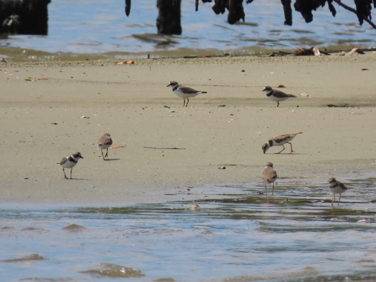 Semipalmated Plover - ML617618451