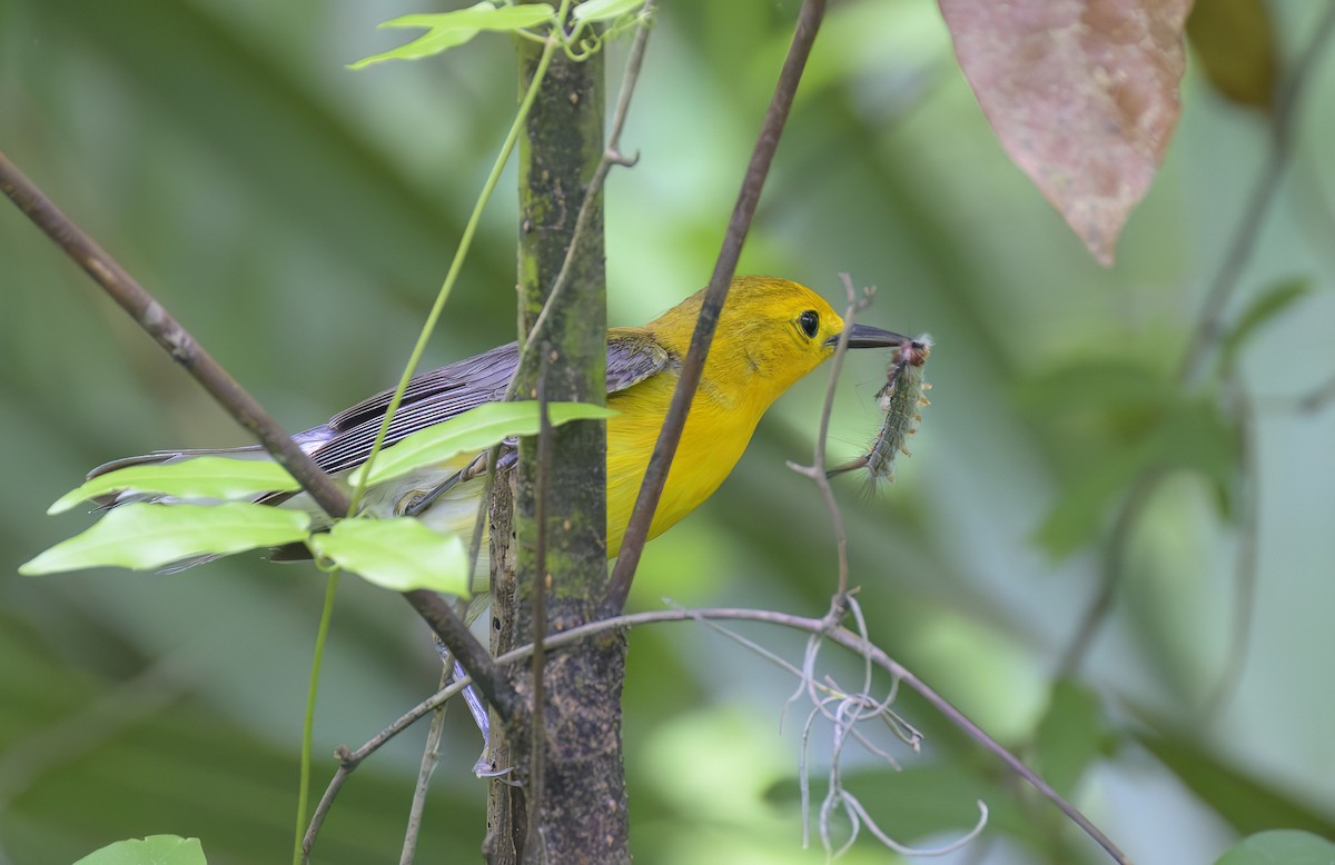 Prothonotary Warbler - ML617618481