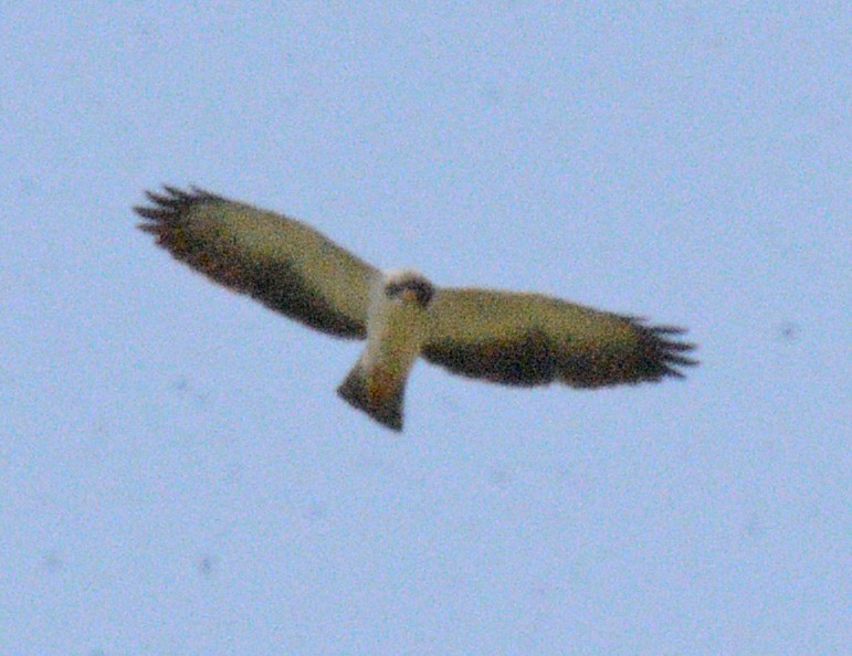Short-tailed Hawk - Michael J Good