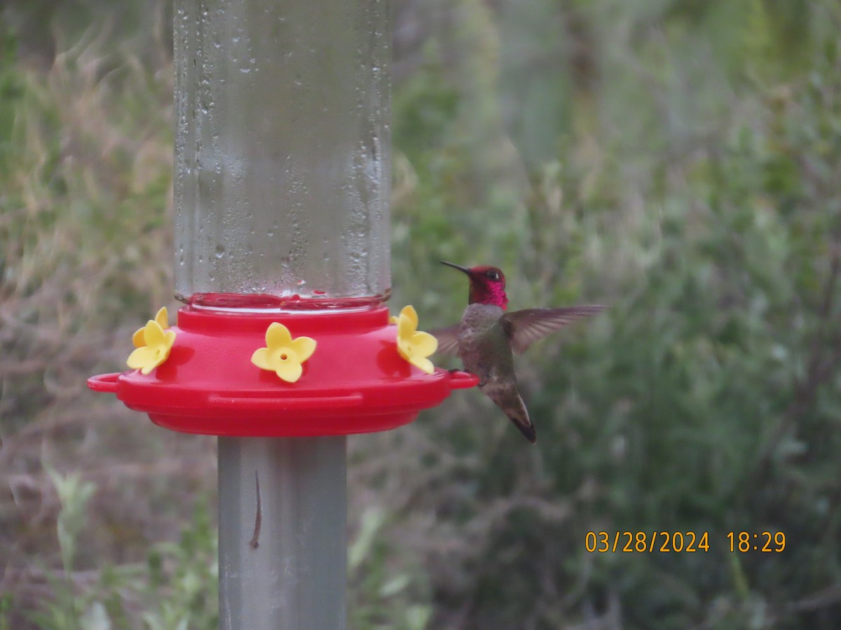 Anna's Hummingbird - ML617618561