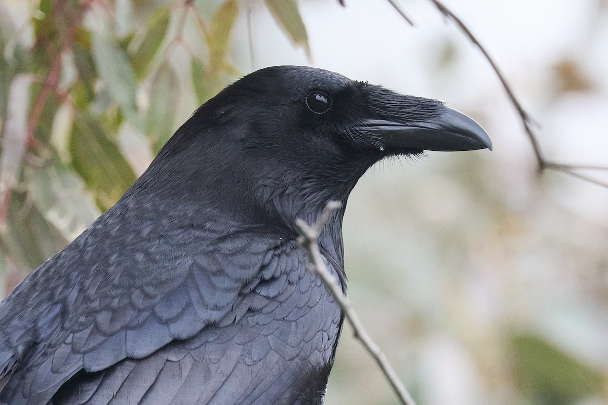 Common Raven - ML617618608