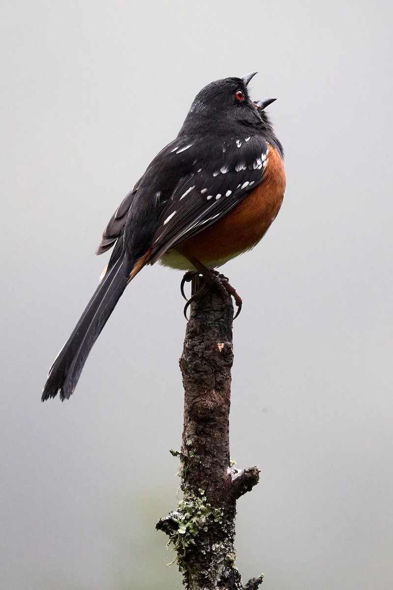 Spotted Towhee - Ed Yong