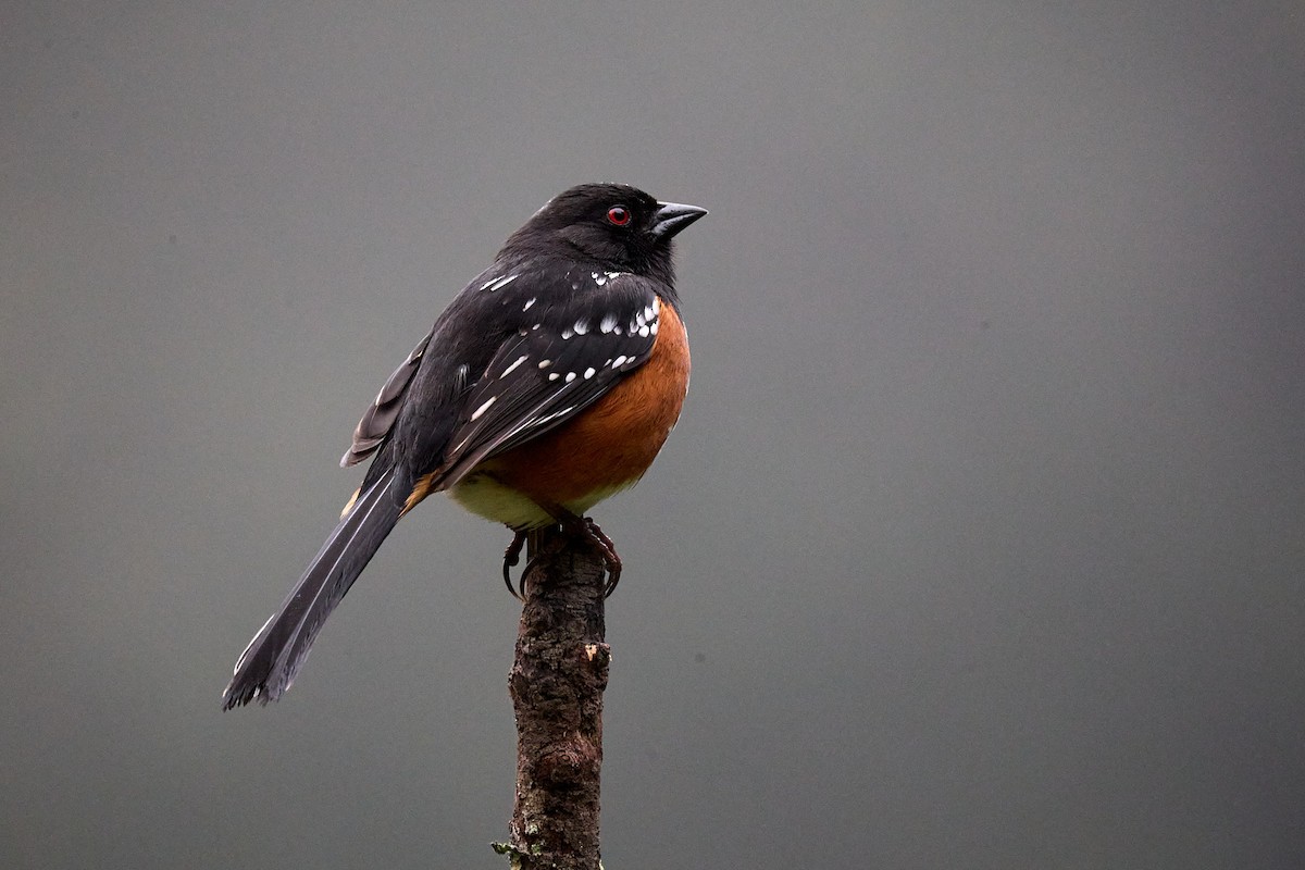 Spotted Towhee - ML617618638