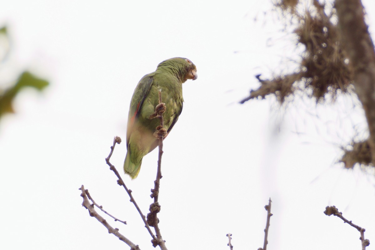 Yellow-crowned Parrot - ML617618689
