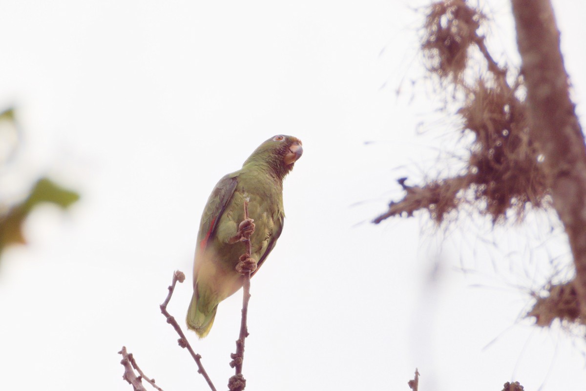 Yellow-crowned Parrot - ML617618690