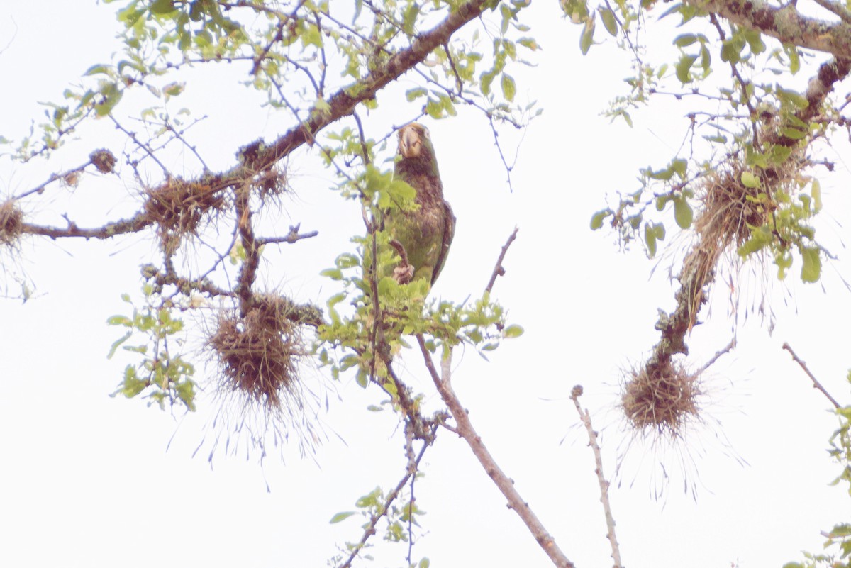 Yellow-crowned Parrot - ML617618692