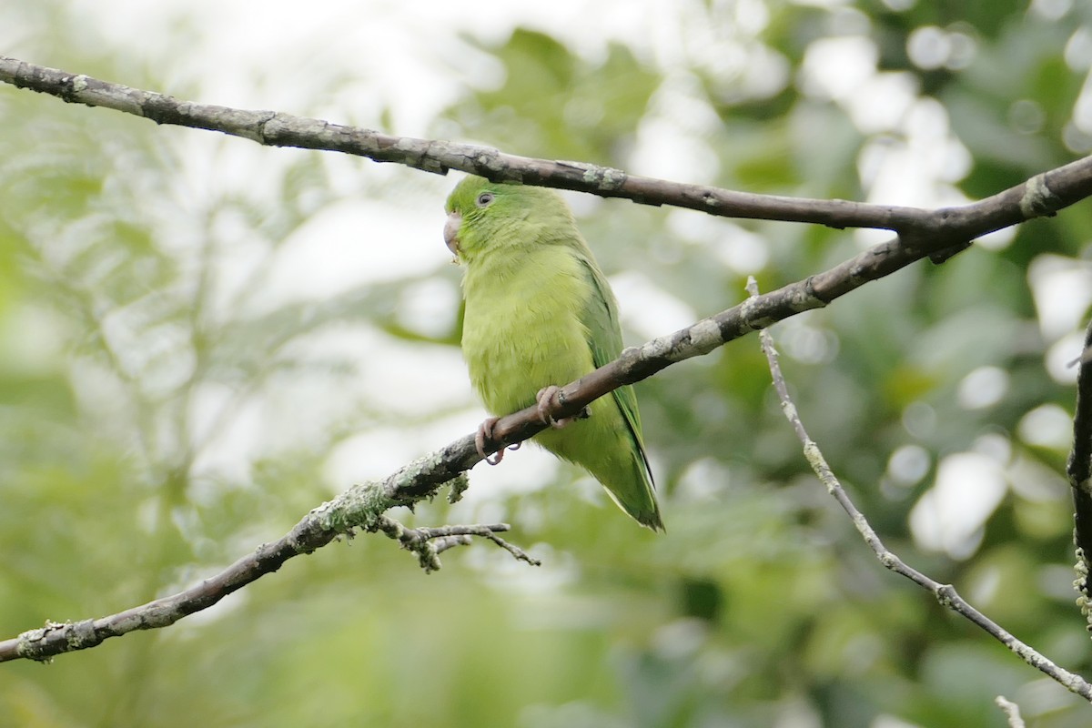 Spectacled Parrotlet - ML617618709
