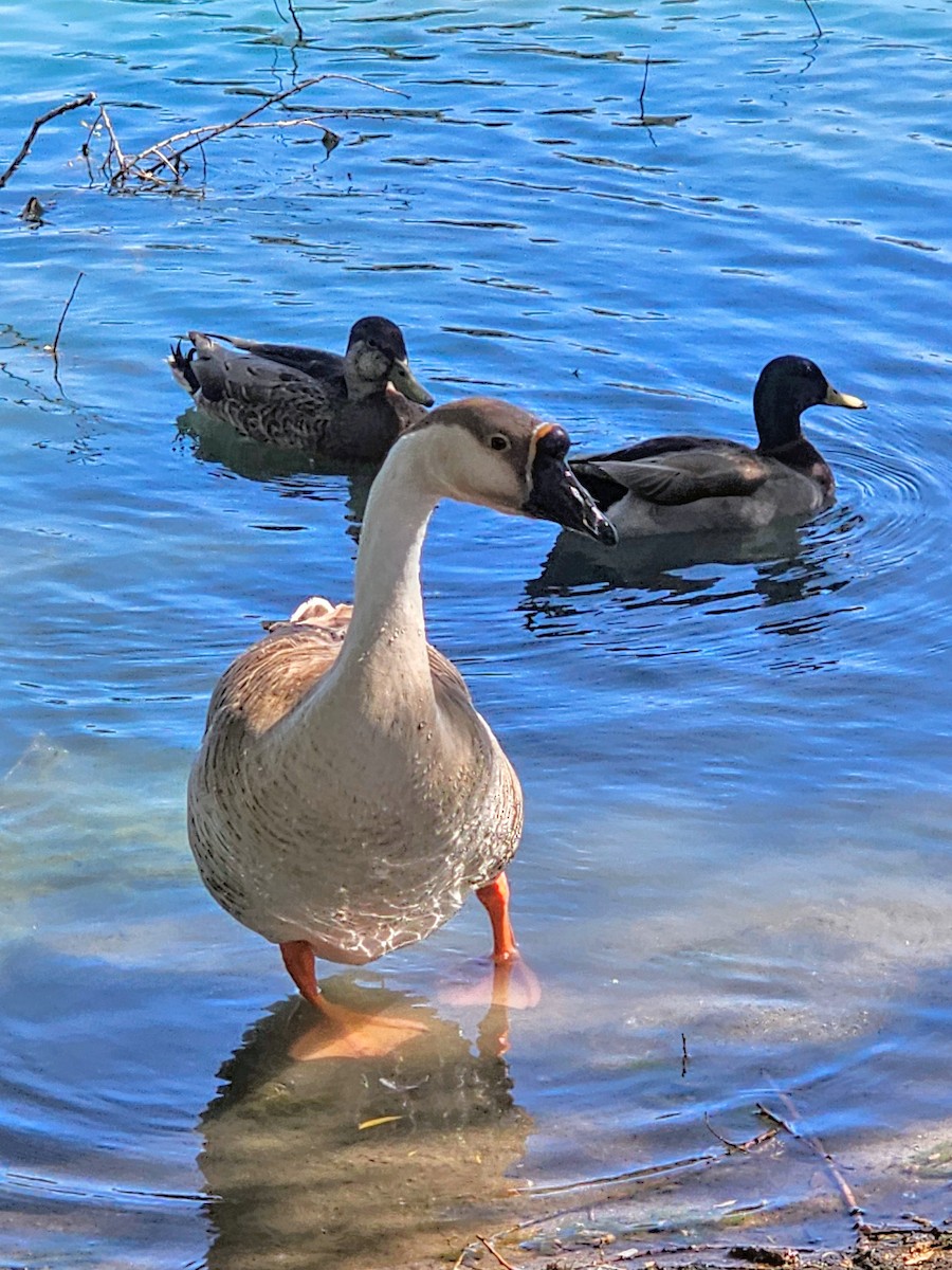 Swan Goose (Domestic type) - ML617618754