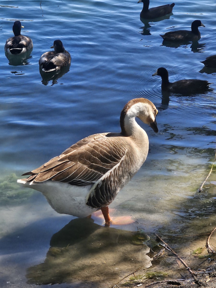 Swan Goose (Domestic type) - ML617618755