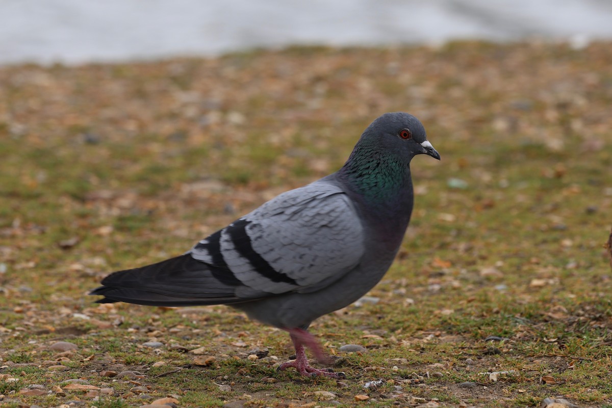 Rock Pigeon (Feral Pigeon) - ML617618767