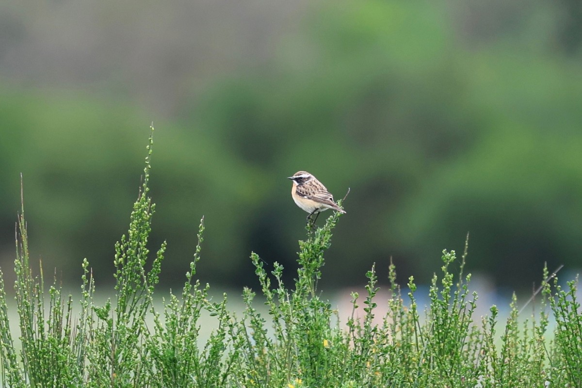 Whinchat - ML617618842