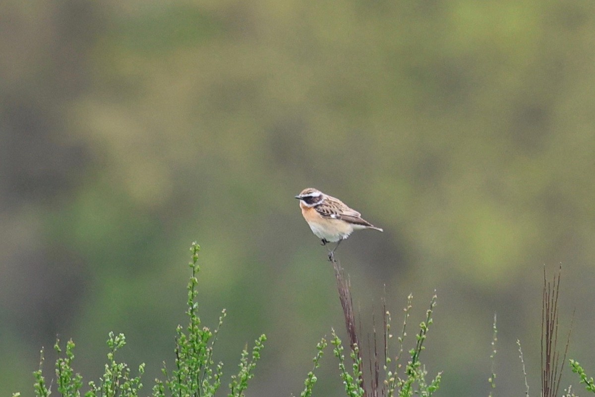 Whinchat - ML617618843