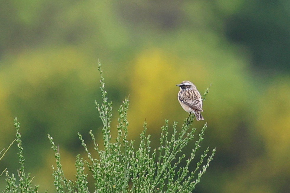Whinchat - ML617618844
