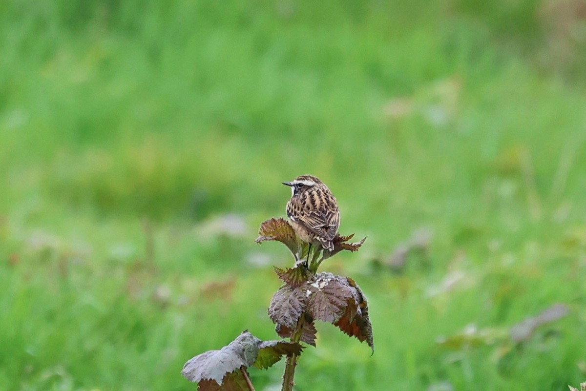 Whinchat - ML617618845