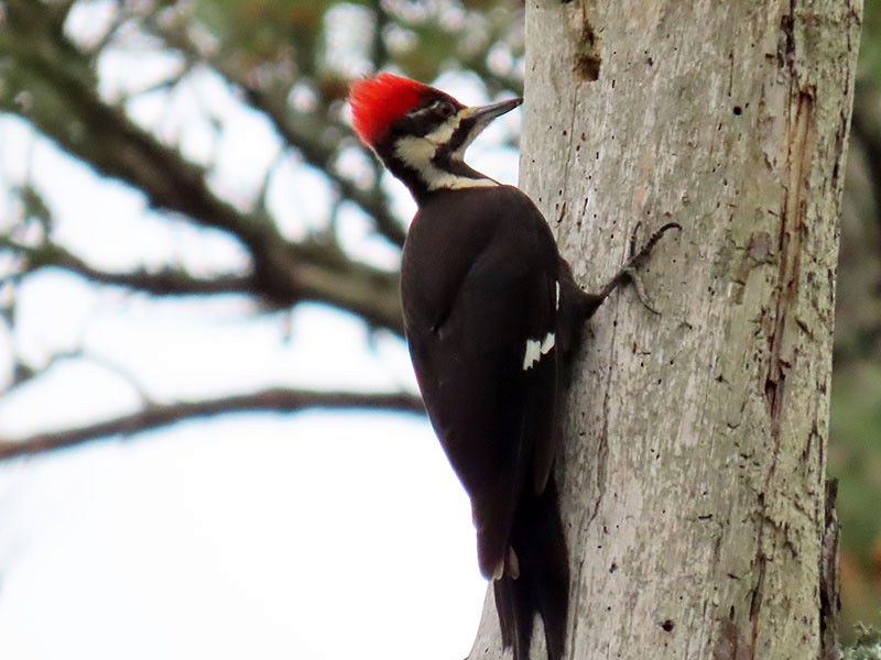 Pileated Woodpecker - ML617618878