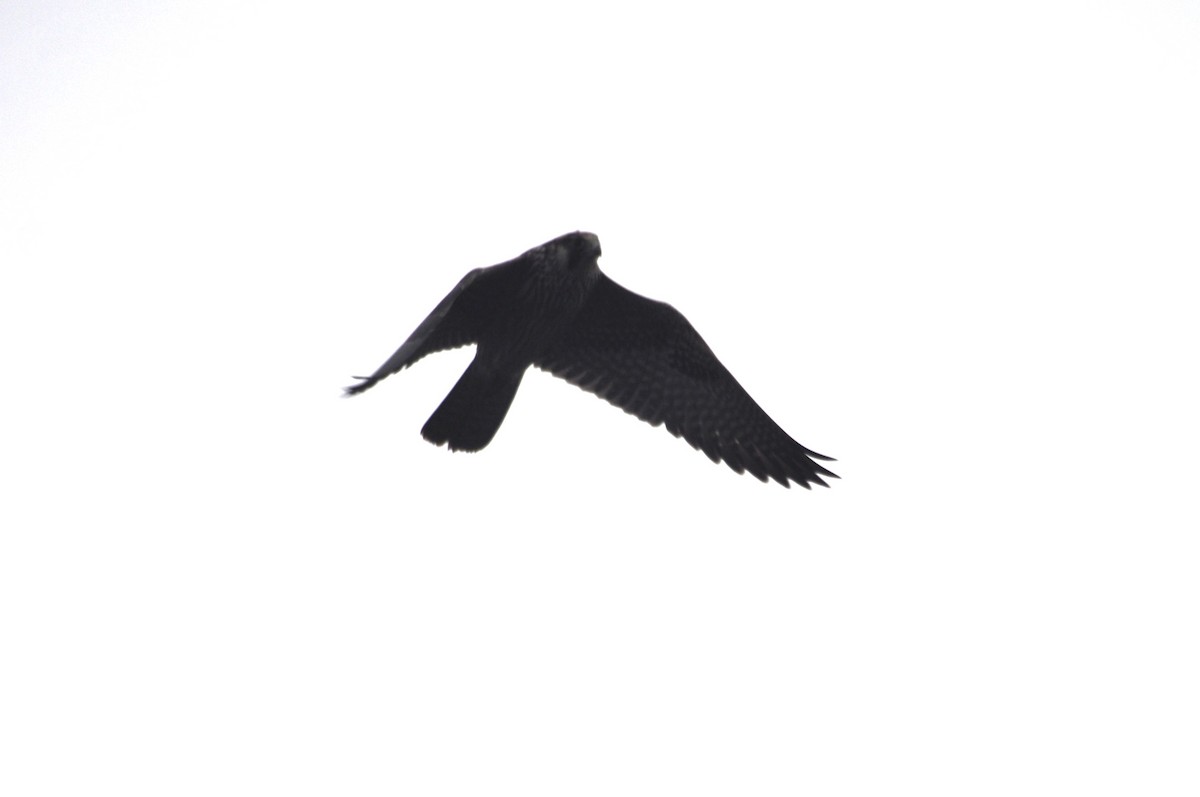 Peregrine Falcon - 🦜 Daniel Correia 🦜