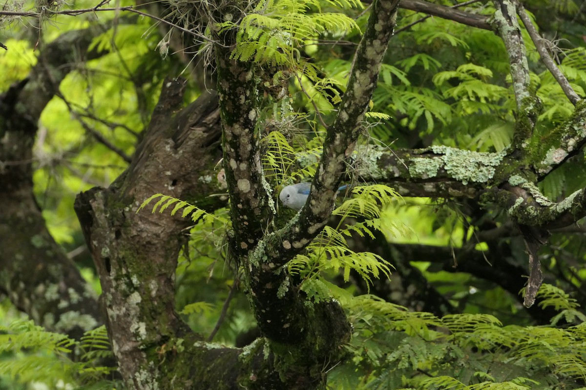 Blue-gray Tanager - ML617618966