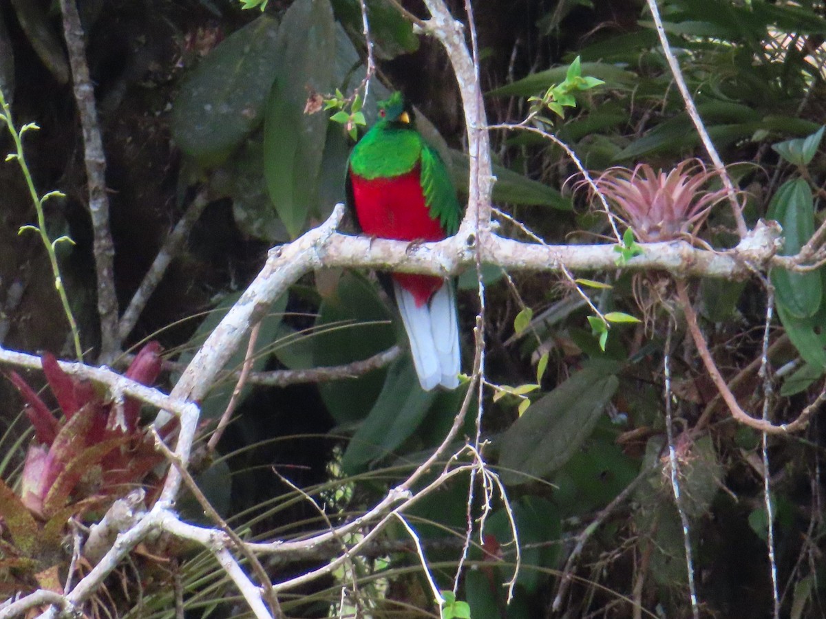 Crested Quetzal - Julderth Acuña