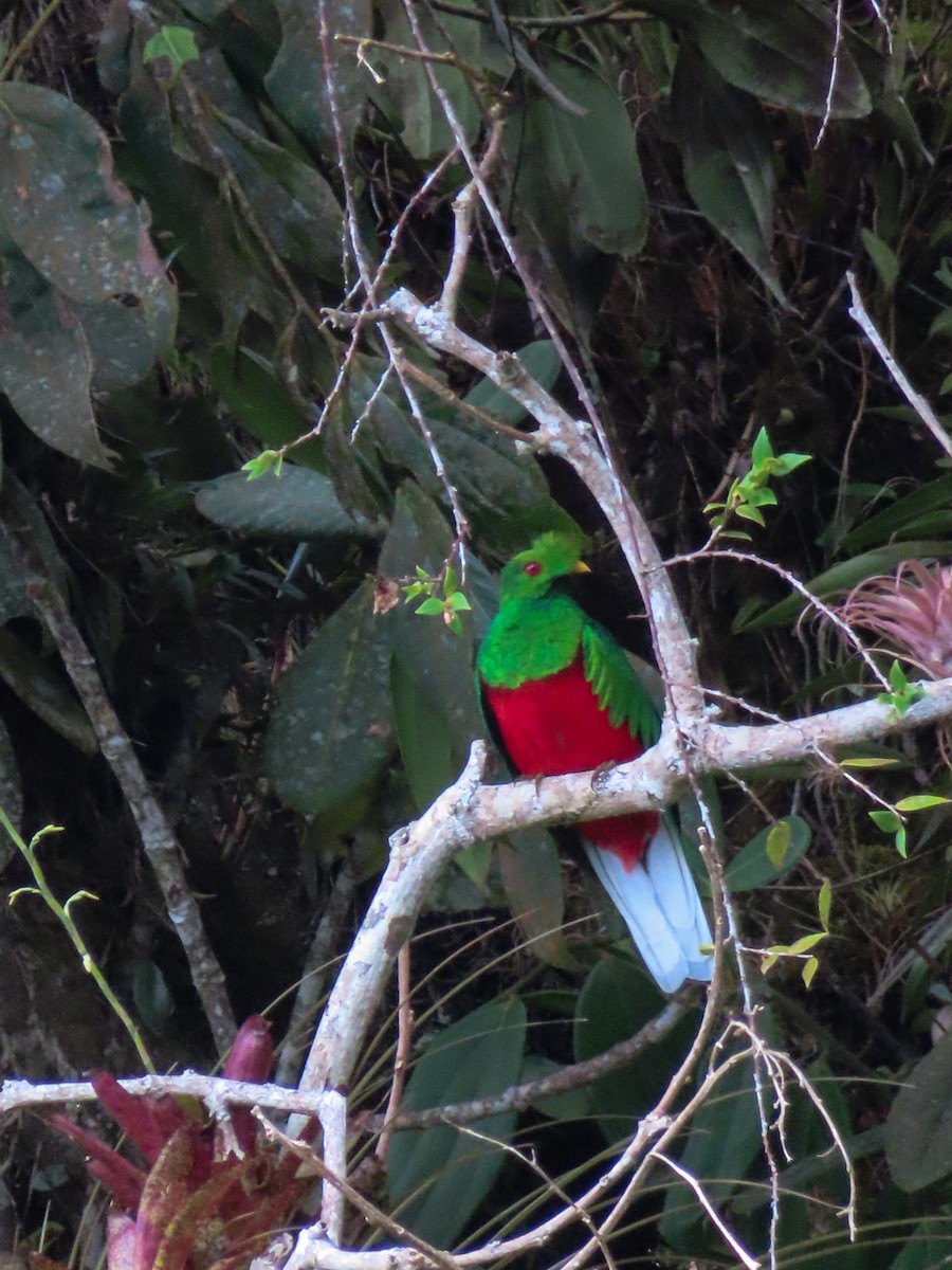 Crested Quetzal - ML617618972