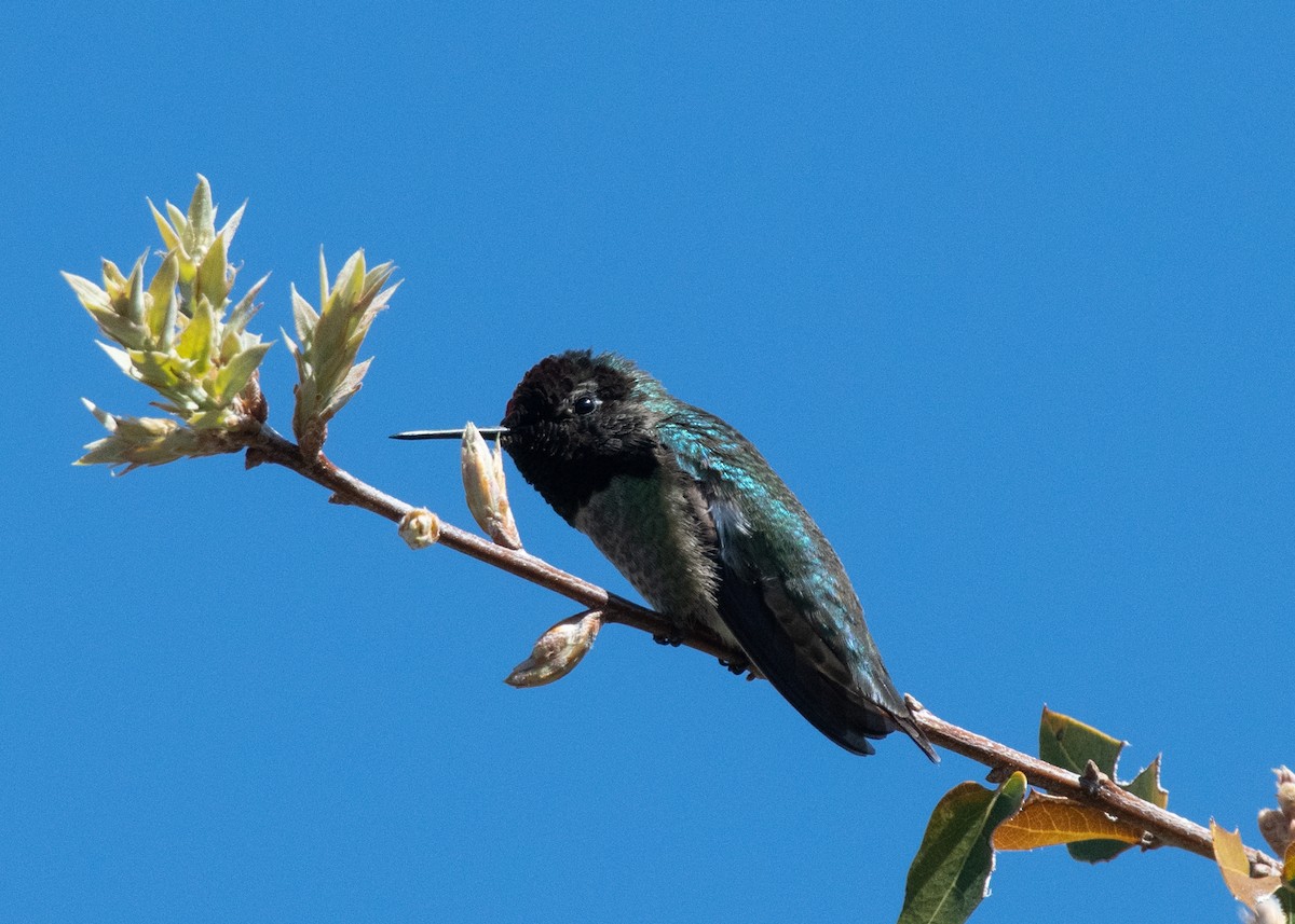 Anna's Hummingbird - ML617619030