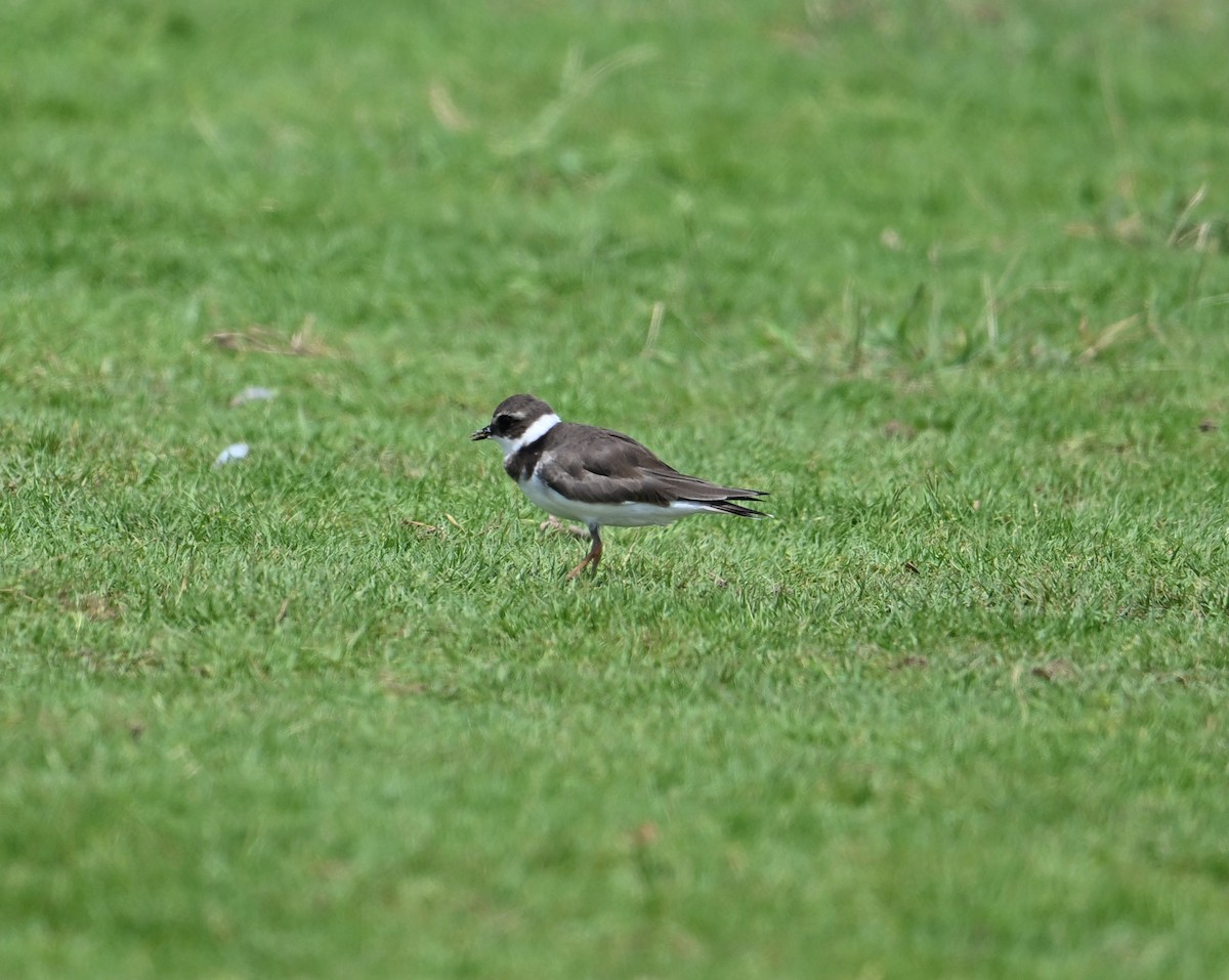 Common Ringed Plover - ML617619109