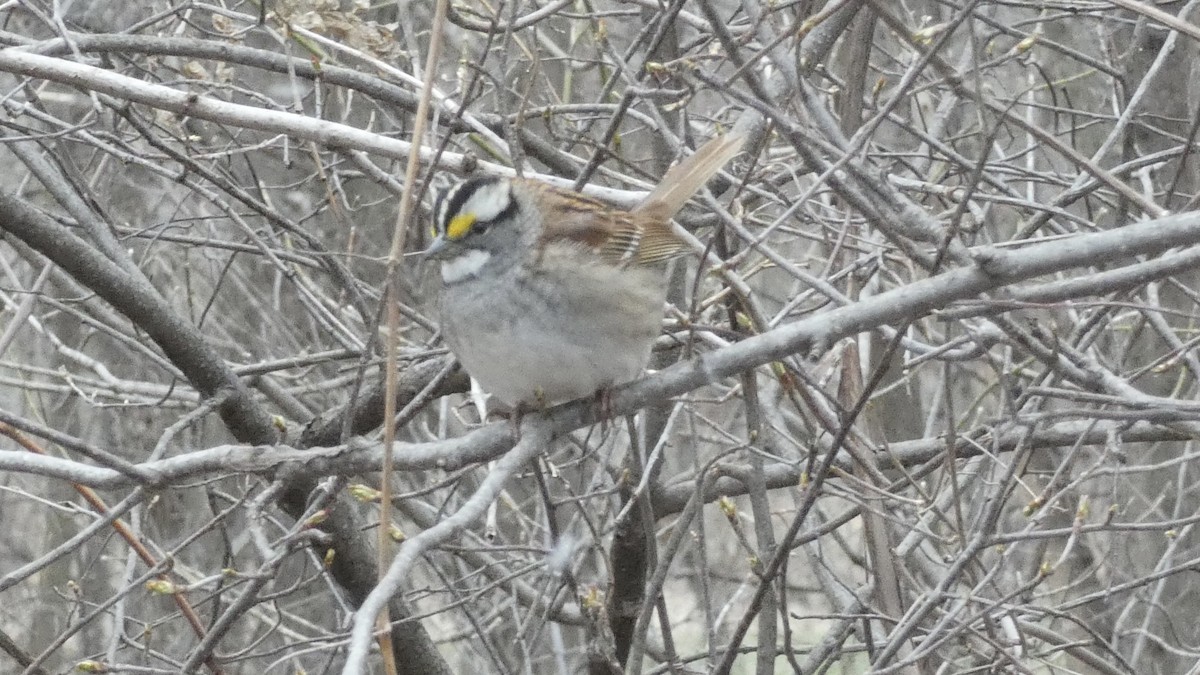 White-throated Sparrow - ML617619129