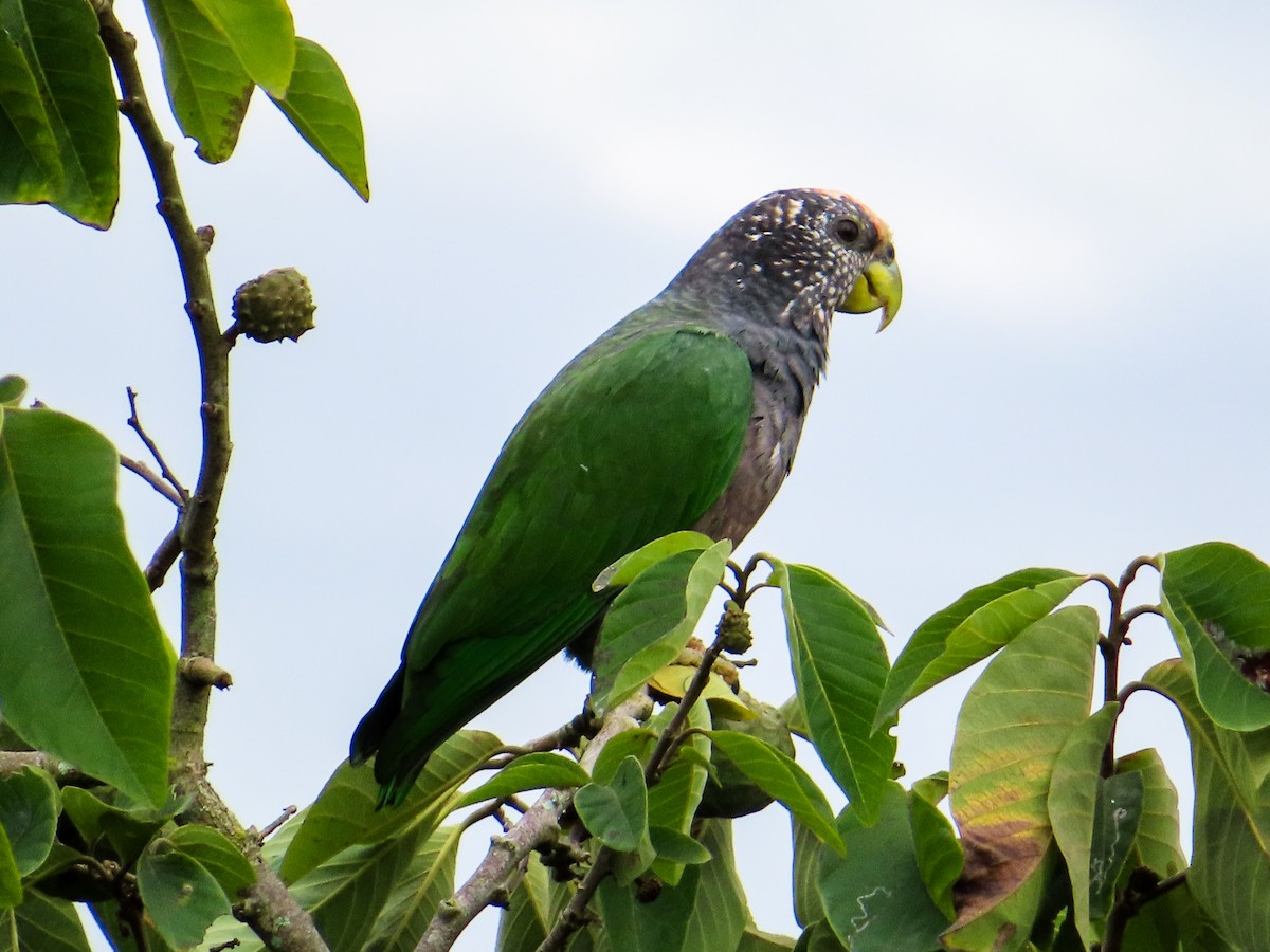 Speckle-faced Parrot - ML617619135