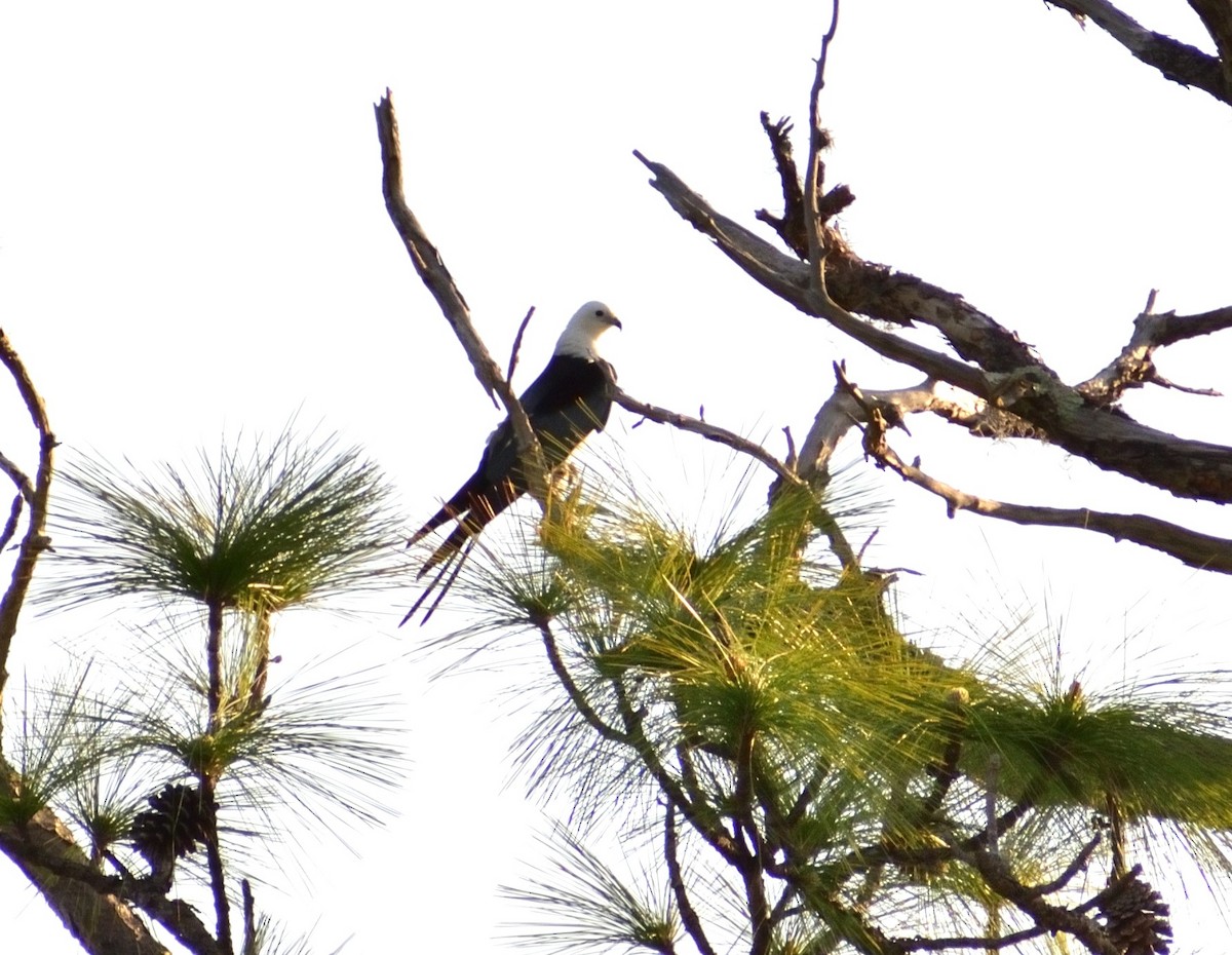 Swallow-tailed Kite - ML617619211
