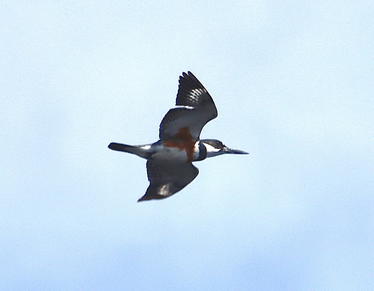 Belted Kingfisher - ML617619233