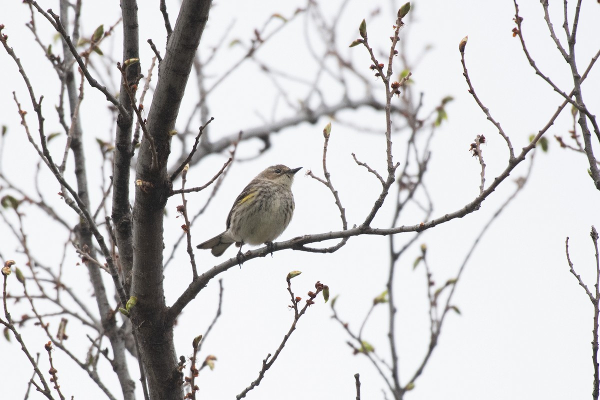 Yellow-rumped Warbler - Chad Remley