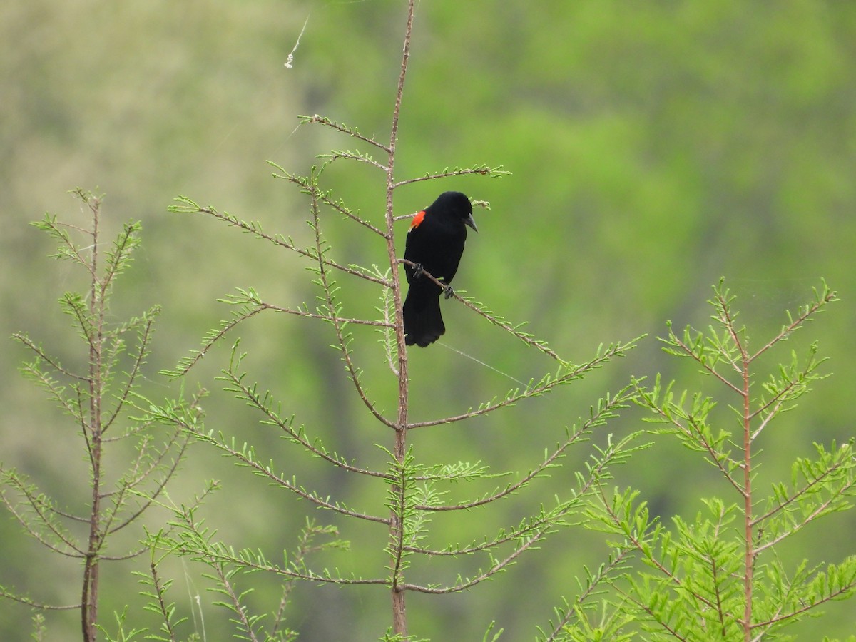 Red-winged Blackbird - ML617619260