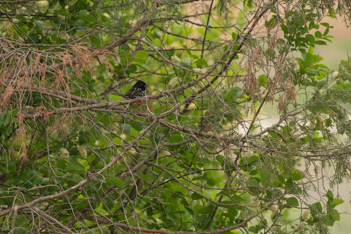 Spotted Towhee - Chad Remley